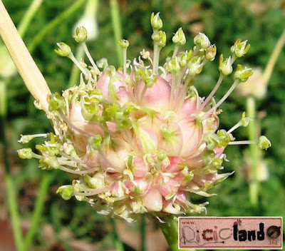 fiore Aglio Riciclando