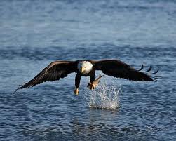 Eagle Doing The Breast Stroke