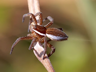 Six Spotted Fishing Spider