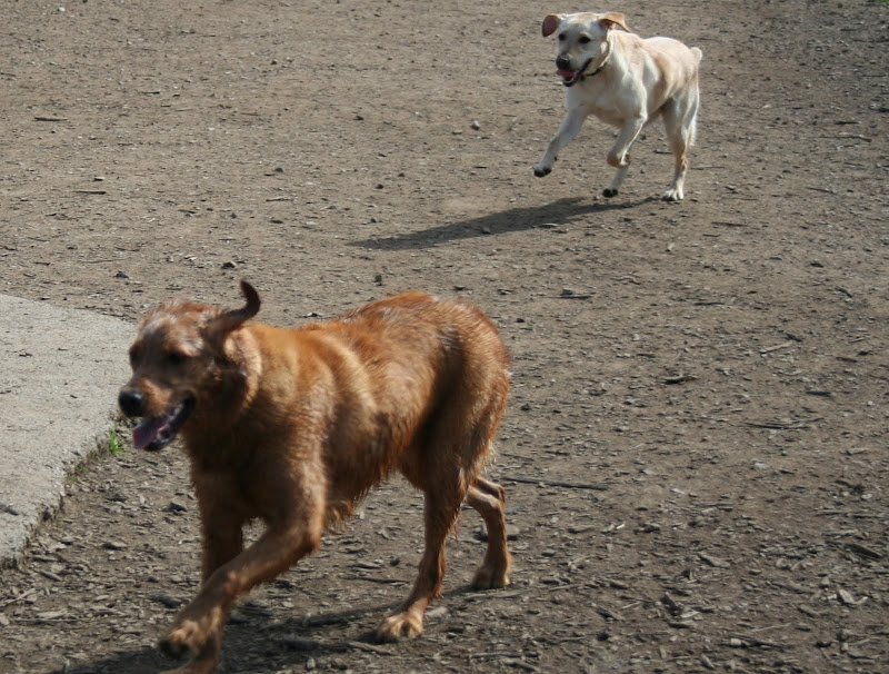 cabana running several yards behind golden retriever who I think is Sierra Rose but not 100% sure!