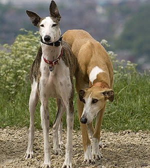 greyhound dog  breeds