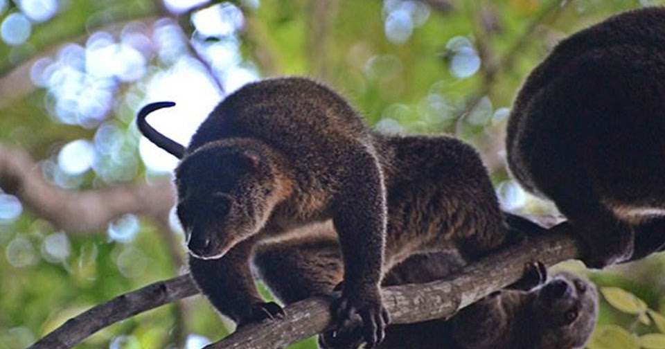 Fauna Endemik Indonesia Bagian  Tengah  Beserta Gambarnya 