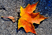 #5 Fall Leaves Wallpaper