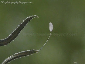 Green Lacewing Eggs