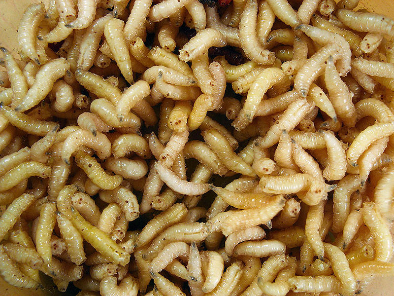 Maggots are three to nine mm. long and with creamy white color.