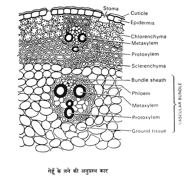 एकबीजपत्री तने की आन्तरिक रचना (internal structure of monocot stem)