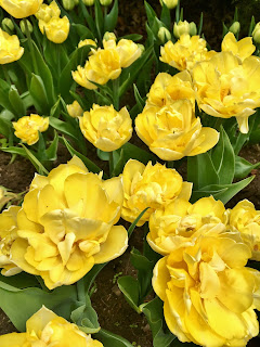 Yellow Double Tulips at the Canadian Tulip Festival Ottawa, Canada