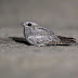 European Nightjar