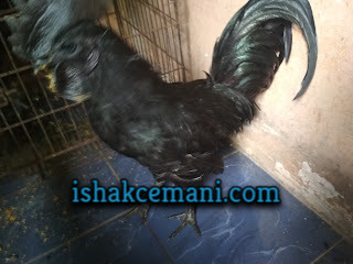 Mitos Ayam Cemani