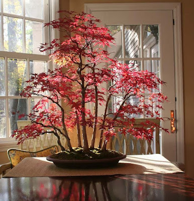 red-leaves-bonsaiplant-makes-home-so-beautiful