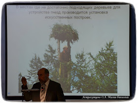 искусственное-гнездовье-для-скопы