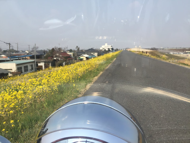 河川敷の横の道では黄色い菜の花が春の訪れを感じさせる。