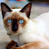 10 Jenis Baka Kucing Paling Popular Di Dunia - #Nombor 3 Paling Cantik