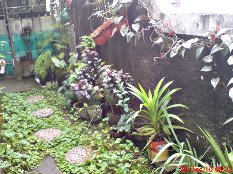 halaman samping rumah di kampung gedong 4