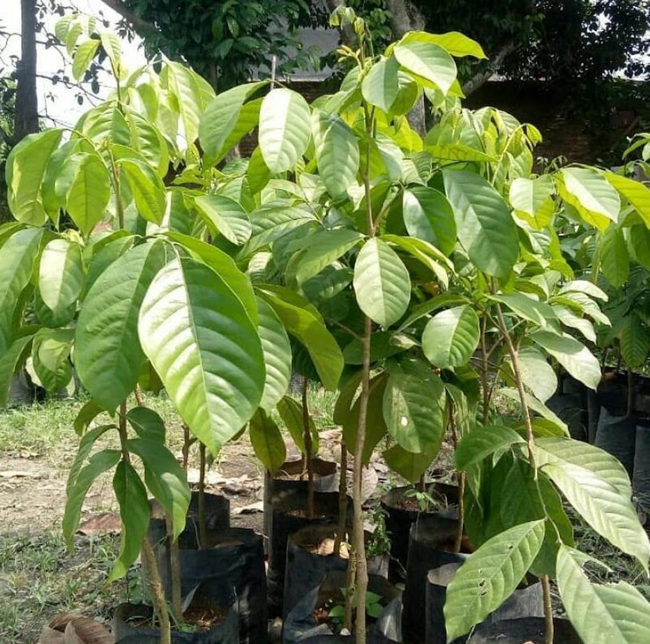 bibit duku palembang okulasi asli order segera Ulim