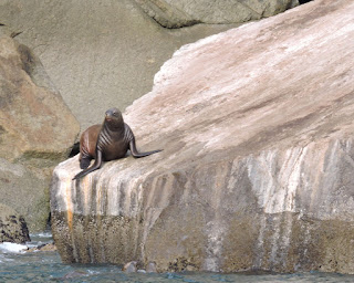 Steller sea lion