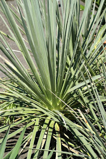 Yucca glauque - Yucca glauca - Yucca angustifolia