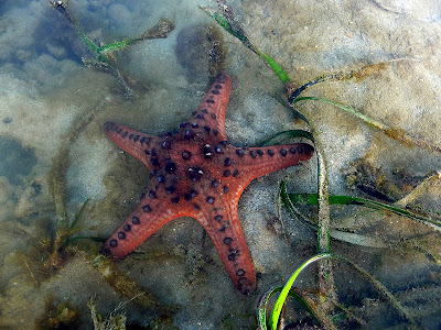 Starfish, Knobbly sea star, Protoreaster nodosus