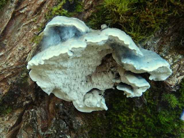 Postia caesia