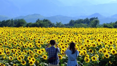 Cùng đặt vé máy bay đi Vinh giá rẻ tới thăm cánh đồng Hoa 