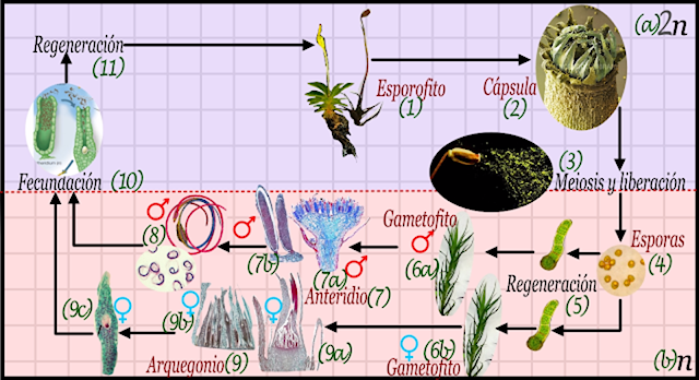 El ciclo de vida del musgo