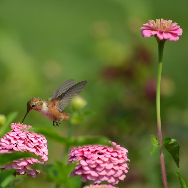 Flowers For Humming Birds