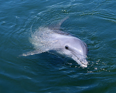 Fotos de Delfines - Libres y Felices