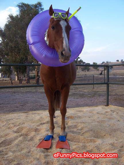 funny horse videos. Sea Horse