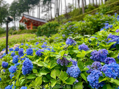 京都四季｜宇治三室戶寺，紫陽花海名所！交通、2024花況、點燈情報