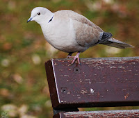 Tórtola turca (Streptopelia decaocto)​