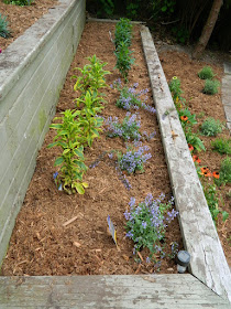 The Beach Toronto Front Garden Tier Two After by Paul Jung Gardening Services--a Toronto Gardening Company