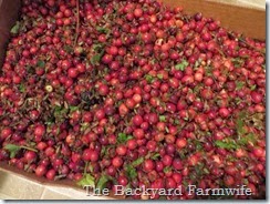 cranberry pickin' - The Backyard Farmwife