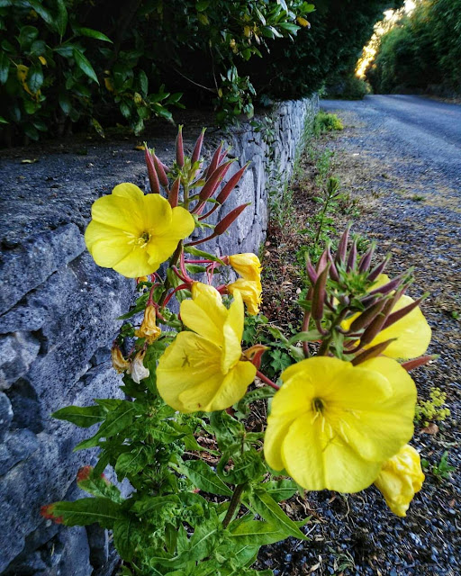 stone wall, yellow flowers