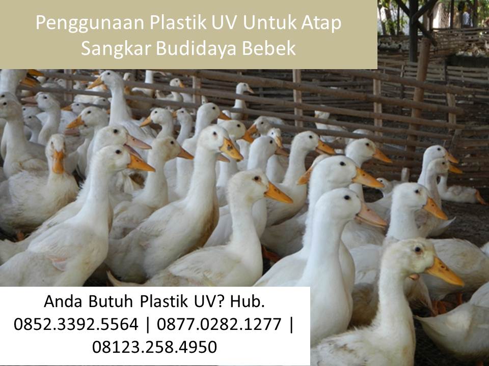 Penggunaan Plastik UV  Untuk Atap  Sangkar Budidaya Bebek 