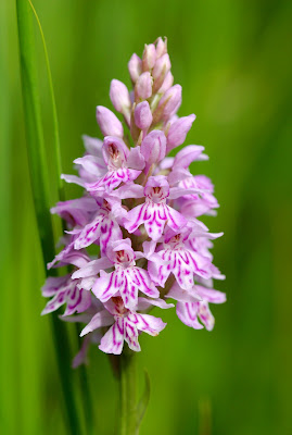 common spotted orchid (Dactylorhiza fuchsii) 