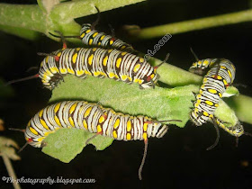 Plain Tiger Larvae