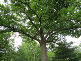 large black oak