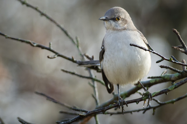 Mockingbird in Yaupon, River Legacy Parks
