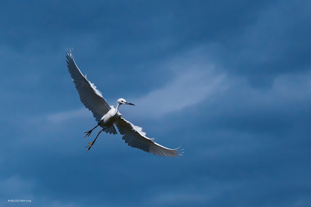 An Bui 2023 Vinh Long - Little Egret (Cò trắng)