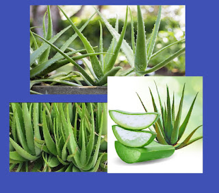 Aloe vera adalah tanaman herbal yang berasal dari Afrika dan menyebar ke seluruh dunia. Tanaman herbal ini dikenal sebagai tanaman herbal yang mudah dibudidayakan dan memiliki banyak manfaat untuk kesehatan. Sejarah penggunaan tanaman herbal aloe vera sebagai obat telah ada sejak ribuan tahun yang lalu, dipercaya digunakan oleh bangsa Mesir kuno dan bangsa India sebagai obat untuk luka dan peradangan.