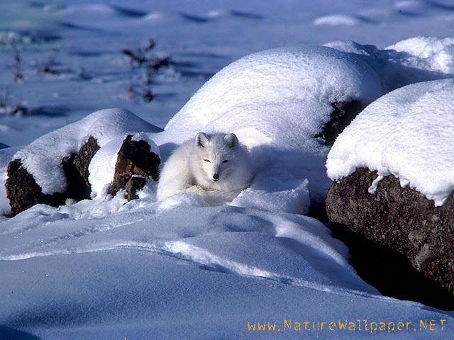 Arctic fox animal wallpaper