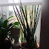 Sansevieria spikes – Bogenhanf