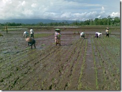 petani-indonesia