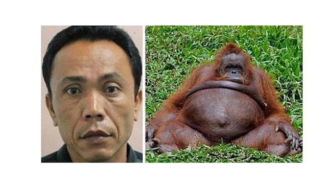 Unbelievable ! Zoo Keeper Impregnates Female Orangutan Ape