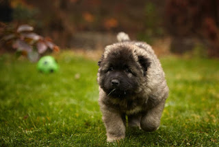 Dog breed caucasian mountain shepherd puppy