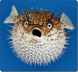 Porcupine Fish Facts