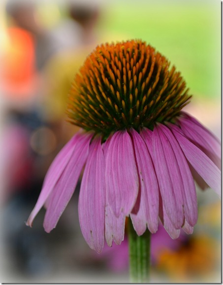 edited flower