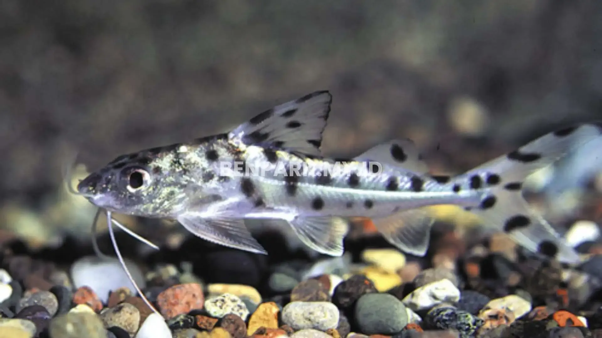 Pictus Catfish