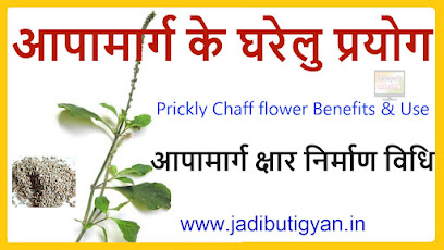 apamarg benefits in hindi