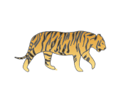 tiger